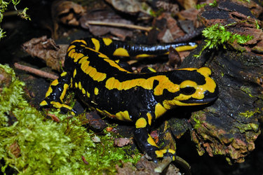 Vivarium Tablat: Amphibien und Reptilien der Schweiz, Naturgarten