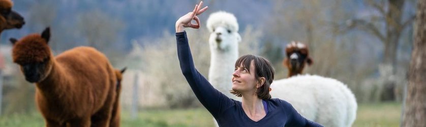 Yoga inmitten Alpakas-Bergdietikon bei Zürich