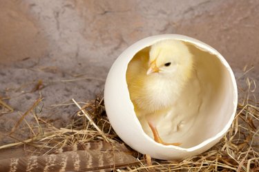 Eiersuche in den Hofläden