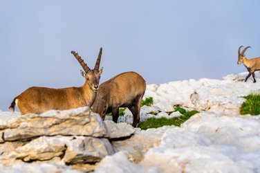 Wild- und Naturbeobachtung Chäserrugg