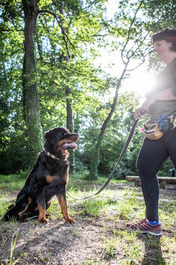 Hundewissen für Profis – Vortrag und Vorführung