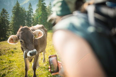 Sichere Begegnung mit Mutterkühen