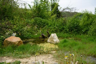 Vielfältige Lebensräume am Geissberg - Spaziergang mit Nicolas Bircher