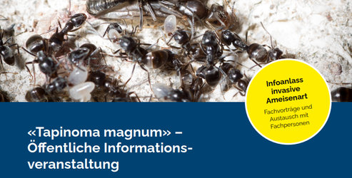 «Tapinoma magnum» – Öffentliche Informationsveranstaltung