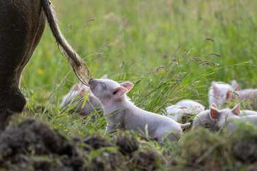 Schwein-zigartig