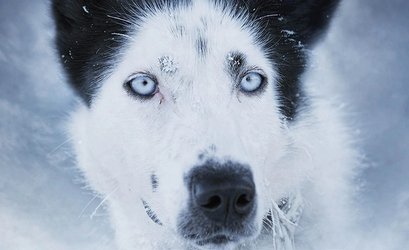 Cinema d'uaul - Waldkino: Huskies im Herzen