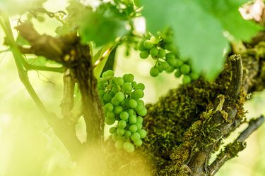 Weinverkostung in der Gibswilerstube