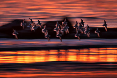 Exposition photographies - Contrastes. Faune sauvage entre ville et nature