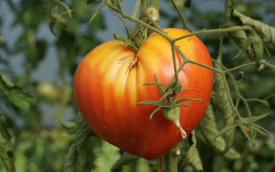 Tomaten-Parade – Degustation und Hofführung