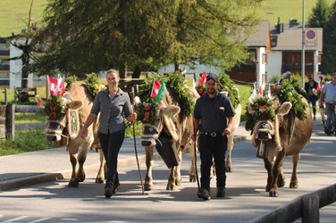 Alpabzug Chötzenberg nach Parpan Alpabzug Chötzenberg nach Parpan