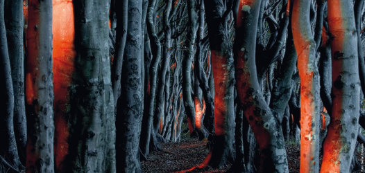 Explora präsentiert: Die Seele des Waldes