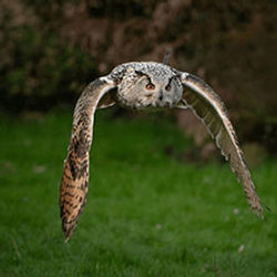 NocturnOwl