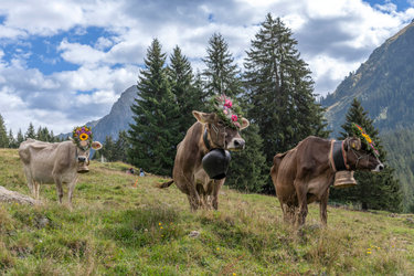Traditioneller Alpabzug in Klosters Monbiel Traditioneller Alpabzug in Klosters Monbiel
