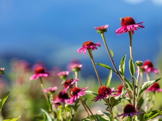 Öffentliche Führung im Heilpflanzen-Schaugarten von A. Vogel