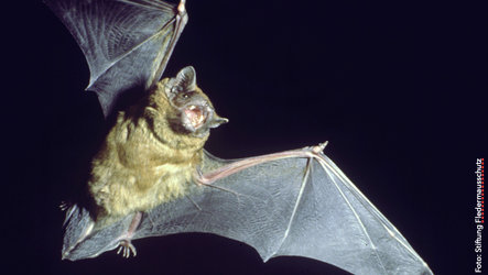 Fledermaus Exkursion Werdinsel 