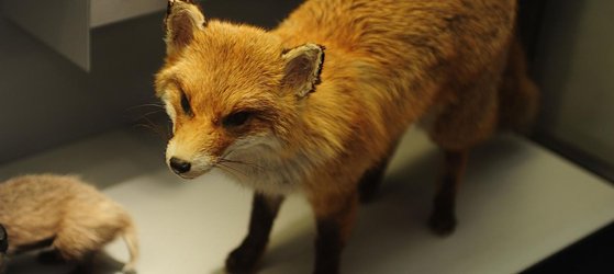 Familienanlass ab 7 Jahren - Auf den Spuren unsere Wildtiere