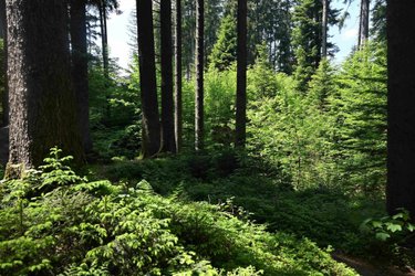 Jodelkurs im Waldhaus mit Bruno Inauen