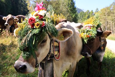 S-chargiada d’Alp – Alpabzug S-chargiada d’Alp – Alpabzug