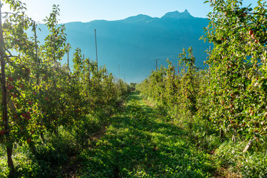 Auf Tuchfühlung mit den Vögeln der Weinberge