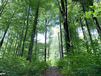 Waldachtsamkeit/Waldbaden-Tour