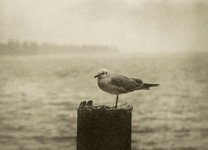 Photographie d’André Kern, première moitié du 20e siècle. © MhV