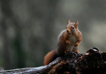 Squirrel