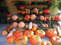 Azienda Agricola Rampiga