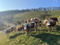 Unsere Kühe mit ihrem Nachwuchs.