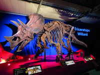 Triceratops Willard Sauriermuseum Aathal 1 April 2025