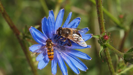 Bienenweg