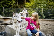 Foto Husky