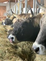 Fattoria La Bolla