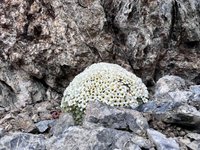 ArosaAkademie «Geschützte Alpenpflanzen - Wanderung»