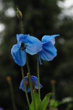 Meconopsis grandis / Grosser Scheinmohn