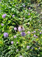 250621 Lebensräume im naturnahen Garten für mensch, Fauna und Flora Vincent Sohni