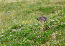 Marmotte