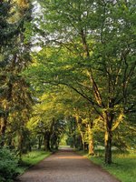 Park Friedhof Sihlfeld Sommer