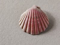 Muschel Bun viadi