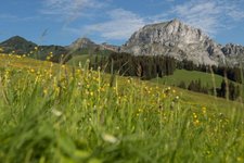 Zweisimmen in der Natur