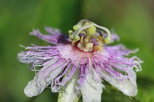 Passiflora incarnata, Garden Roggwil (1)