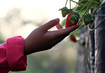 Fraise