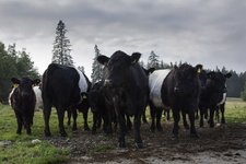 Aubry-Galloway