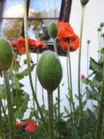 Mohnblüte im Frühsommer