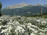 Edelweissfeld Fotgs