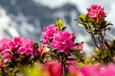 ArosaAkademie «Makrofotografie Bergblumen»