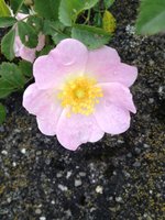 Heckenrose Pilger