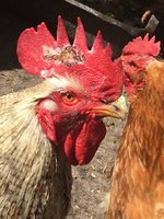 Huhn
