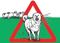 Begegnung mit Herdenschutzhunden