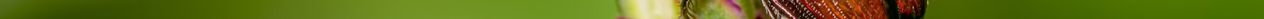 © Adobe Stock