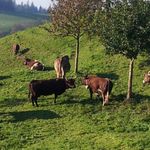 Negozio della fattoria Russberg